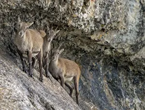 Pilatus: Alpine Ibex