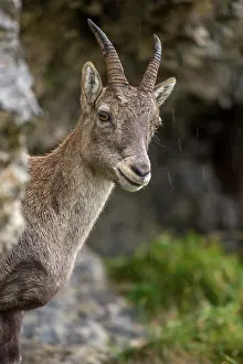 Pilatus: Alpine Ibex