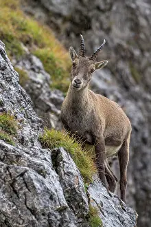 Pilatus: Alpine Ibex