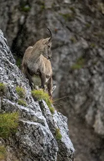 Pilatus: Alpine Ibex