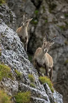 Pilatus: Alpine Ibex