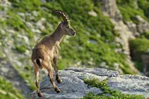 Gallen: Alpine Ibex