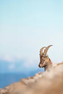 Automn: Alpine Ibex