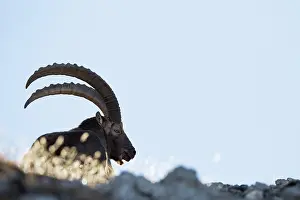 Automn: Alpine Ibex