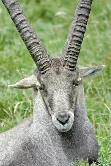 Savoie: Alpine Ibex