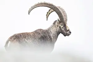 Goat: Alpine Ibex