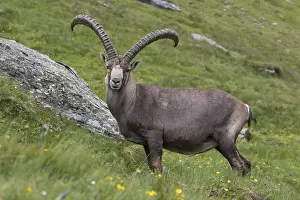 311218: Alpine Ibex - adult male - National Park Hohe