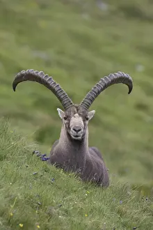 311218: Alpine Ibex - adult male portrait - National
