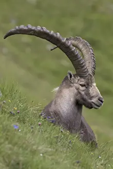 311218: Alpine Ibex - adult male portrait - National
