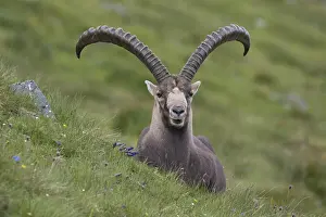 311218: Alpine Ibex - adult male portrait - National