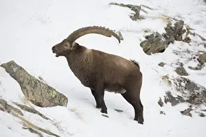 150419: Alpine Ibex - adult male in snow - Gran Paradiso, Italy