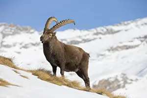Capra: Alpine Ibex - adult male in snow - Gran Paradiso