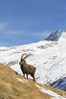 Capra: Alpine Ibex - adult male in snow - Gran Paradiso