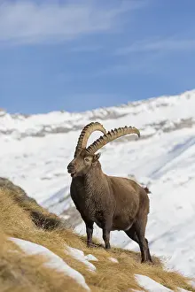Capra: Alpine Ibex - adult male in snow - Gran Paradiso