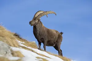 Capra: Alpine Ibex - adult male in snow - Gran Paradiso