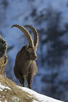 Capra: Alpine Ibex - adult male in snow - Gran Paradiso