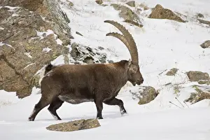 Capra: Alpine Ibex - adult male in snow - Gran Paradiso