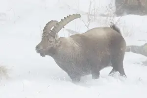 Capra: Alpine Ibex, - adult male in snowstorm - Gran Paradiso