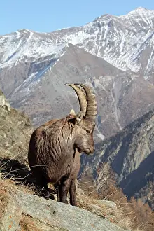 Moutainside: Alpine Ibex - buck on moutainside