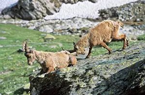 Dominance: Alpine Ibex (Capra ibex) two adolescent