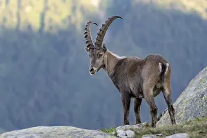 Goat: Alpine ibex (Capra ibex), adult male