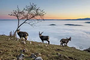Goat: Alpine ibex (Capra ibex), several animals in front