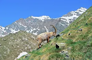 Gras: Alpine Ibex (Capra ibex) bull grazing on