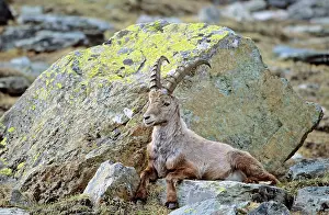 Relax: Alpine Ibex (Capra ibex) bull having his