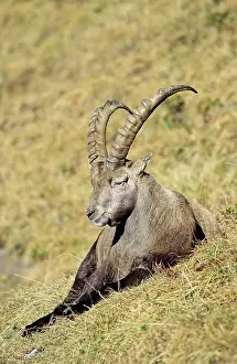 Relax: Alpine Ibex (Capra ibex) bull resting on