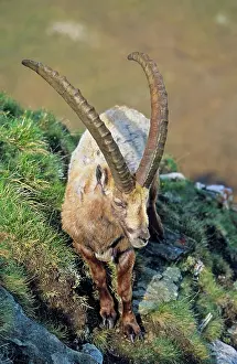 Vision: Alpine Ibex (Capra ibex) bull in spring