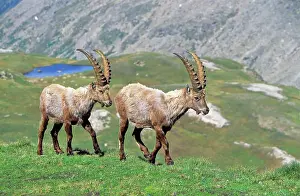 Vision: Alpine Ibex (Capra ibex) two bulls in spring
