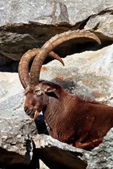 Ibexes: Alpine ibex (Capra ibex), captive, Austria, Europe