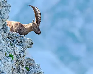 Slovakia: Alpine Ibex (Capra ibex) on cliff in summer, Slovakia