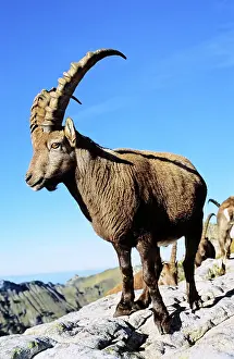 Proud: Alpine Ibex (Capra ibex) in fall, autumn
