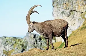 Goat: Alpine Ibex (Capra ibex) in fall, autumn