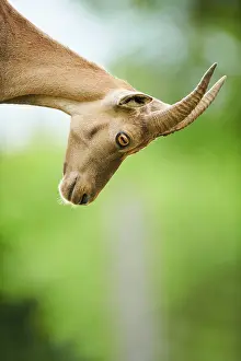 Tyrol: Alpine ibex (Capra ibex) female, portrait, wildlife