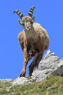 Goat: Alpine ibex (Capra ibex), female, looking head-o