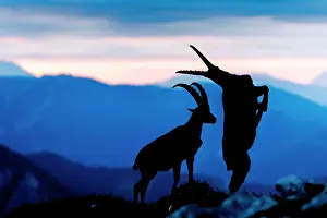 Slovakia: Alpine Ibex (Capra ibex) fighting at sunrise in