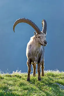 Chamonix: Alpine Ibex (Capra ibex), frontal, Mont Blanc massif