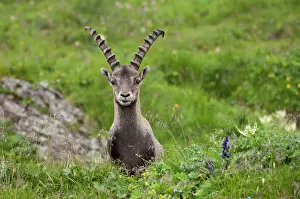 Hohe: Alpine Ibex (Capra ibex) frontal view of male