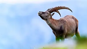 Slovakia: Alpine Ibex (Capra ibex) in the grass in summer