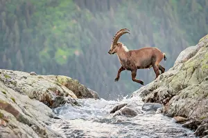 Savoie: Alpine Ibex (Capra ibex) jumping over a mountain