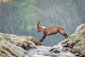 Savoie: Alpine Ibex (Capra ibex) jumping over a mountain