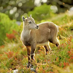 Berry: Alpine ibex (Capra ibex), juvenile in discoloured