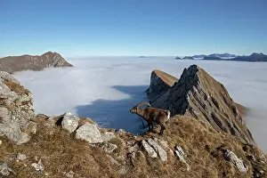Tops: Alpine Ibex (Capra ibex) male, Alps, canton of F