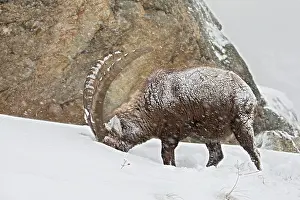 Vertebre: Alpine ibex ( Capra ibex) male eating in the snow