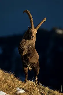 Caprine: Alpine Ibex (Capra ibex) male fighting, Valais Alps