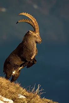 Caprine: Alpine Ibex (Capra ibex) male fighting, Valais Alps