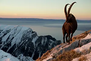 Caprine: Alpine ibex (Capra ibex) male and summits, Valais