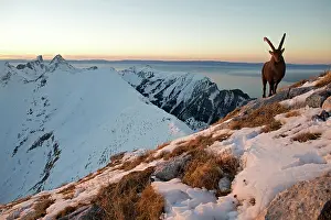Caprine: Alpine ibex (Capra ibex) male and summits, Valais